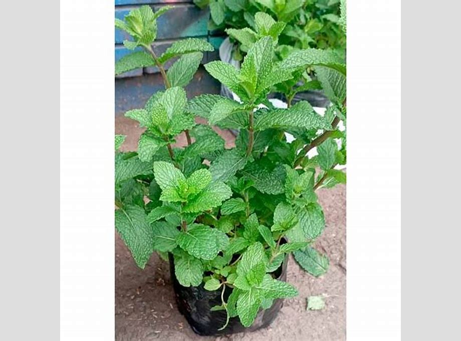 YERBABUENA BADIA 7G X 12 UND