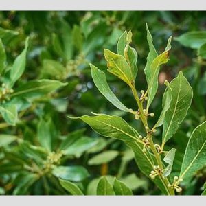 HOJAS LAUREL MOL BADIA 14.2G X 12 UND