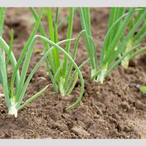 CEBOLLA ORGANICA BADIA 49.5G X 8 UND